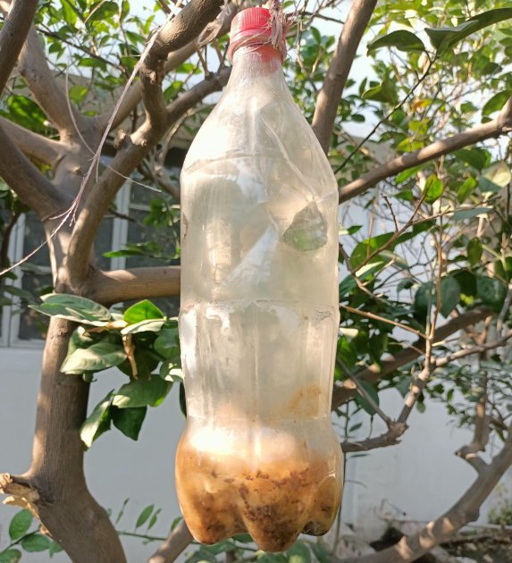 Image showcasing Learn to manage fruit flies effectively! Understand their lifecycle ...